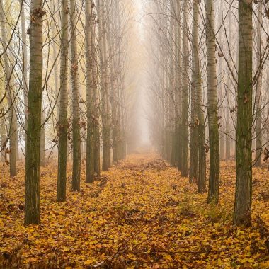 Hardloper in een mistig herfstpark tijdens een ochtendduurloop in september