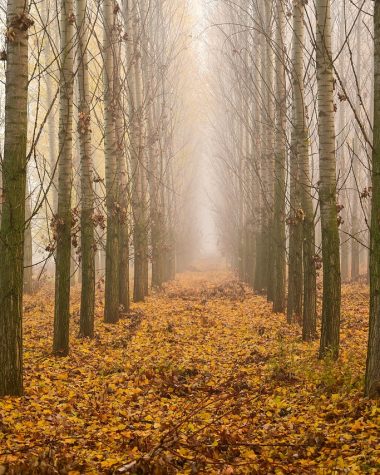 Hardloper in een mistig herfstpark tijdens een ochtendduurloop in september